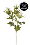 Uk Eryngium X3/65cm white - velkoobchod, dovoz květin, řezané květiny Brno
