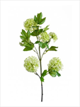 Uk Viburnum 75cm lt. green - velkoobchod, dovoz květin, řezané květiny Brno