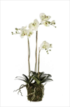 Uk Phalaenopsis 75cm light green - velkoobchod, dovoz květin, řezané květiny Brno