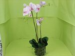 Uk Phalaenopsis 75cm lt.pink - velkoobchod, dovoz květin, řezané květiny Brno