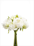 Uk Pivoňka kytice 24cm bílo-zelená - velkoobchod, dovoz květin, řezané květiny Brno