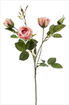 Uk rose Peggy 60cm pink - velkoobchod, dovoz květin, řezané květiny Brno