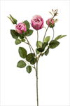 Uk rose Peggy 60cm lt.beauty - velkoobchod, dovoz květin, řezané květiny Brno