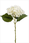 Uk Hydrangea Annabelle 52cm cream - velkoobchod, dovoz květin, řezané květiny Brno