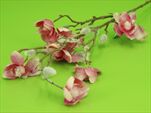 Uk Magnolia 87cm zasněžená - velkoobchod, dovoz květin, řezané květiny Brno