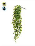 Uk Ivy hanging bush UV 75cm - velkoobchod, dovoz květin, řezané květiny Brno