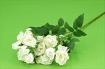 Uk Růže mini 57cm bílá - velkoobchod, dovoz květin, řezané květiny Brno