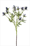 Uk Eryngium X2/68cm modré  - velkoobchod, dovoz květin, řezané květiny Brno