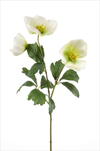 Uk Helleborus 44cm green/white - velkoobchod, dovoz květin, řezané květiny Brno