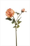 Uk Růže Cabbage X2/55cm suchý vzhled broskvová - velkoobchod, dovoz květin, řezané květiny Brno