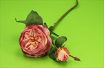 Uk Růže Cabbage X2/55cm suchý vzhled růžová - velkoobchod, dovoz květin, řezané květiny Brno