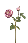 Uk Růže Cabbage X2/55cm suchý vzhled fialová - velkoobchod, dovoz květin, řezané květiny Brno