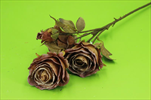 Uk růže trsová suchý vzhled 52cm starorůžová - velkoobchod, dovoz květin, řezané květiny Brno