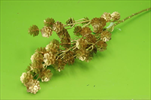 Uk větvička šiška borovice X4/83cm zlatá - velkoobchod, dovoz květin, řezané květiny Brno