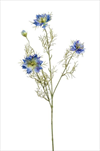 Uk Nigela 73cm modrá - velkoobchod, dovoz květin, řezané květiny Brno