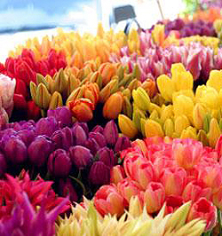 Tulipány - Velkoobchod květiny