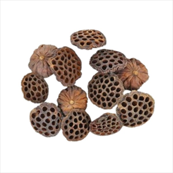 Su Lotos střední 7-9 cm natural 10 kusů - velkoobchod, dovoz květin, řezané květiny Brno