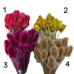 SUŠINA CARDI PALUSTRI MIX 20KS - velkoobchod, dovoz květin, řezané květiny Brno