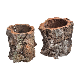 Su Casca pr. 9-12cm natural - velkoobchod, dovoz květin, řezané květiny Brno