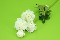 Uk ranunculus BÍLÝ - velkoobchod, dovoz květin, řezané květiny Brno