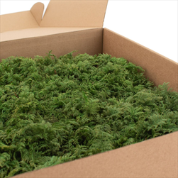 Stabilizovaný Fern moss 0,2 m2 nature green - velkoobchod, dovoz květin, řezané květiny Brno