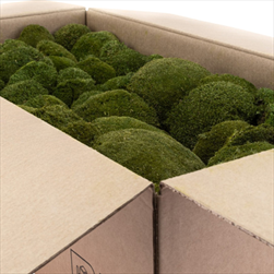 Stabilizovaný Ball moss 0,75 m2 nature green - velkoobchod, dovoz květin, řezané květiny Brno