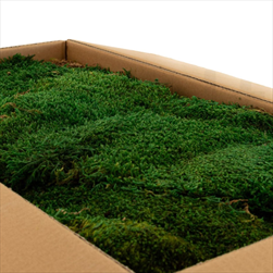 Stabilizovaný Flat moss 3 kg /2 m2 nature green - velkoobchod, dovoz květin, řezané květiny Brno