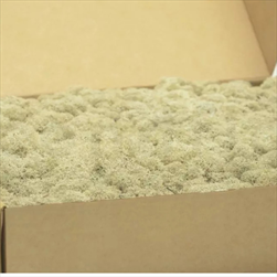 Stabilizovaný Island moss 1 kg cream - velkoobchod, dovoz květin, řezané květiny Brno