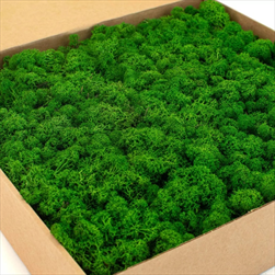 Stabilizovaný Island moss 1 kg nature green - velkoobchod, dovoz květin, řezané květiny Brno