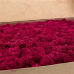 Stabilizovaný Island moss 1 kg fuchsia - velkoobchod, dovoz květin, řezané květiny Brno