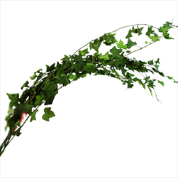 Stabilizovaný Helix Ivy 120 x 26 x 12 cm green - velkoobchod, dovoz květin, řezané květiny Brno