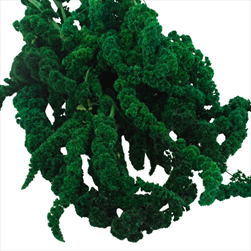 Stabilizovaný Amaranthus 80 x 40 x 20 cm green - velkoobchod, dovoz květin, řezané květiny Brno