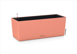 V OBAL BALCONERA/50 COLOR CORAL RED - velkoobchod, dovoz květin, řezané květiny Brno