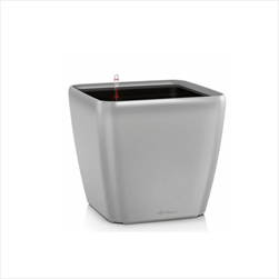 V OBAL QUADRO/21 LS SILVER - velkoobchod, dovoz květin, řezané květiny Brno