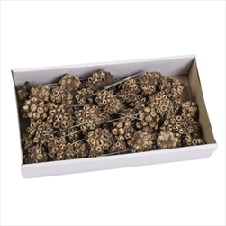 SU Spidergum na Drátku Přírodní 55ks - velkoobchod, dovoz květin, řezané květiny Brno