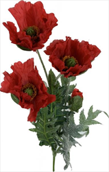 UK Vlčí Mák červený 40cm - velkoobchod, dovoz květin, řezané květiny Brno