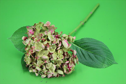 Uk Hydrangea 44cm fialovo-zelená - velkoobchod, dovoz květin, řezané květiny Brno