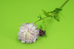 Uk Scabiosa 68cm lavender - velkoobchod, dovoz květin, řezané květiny Brno
