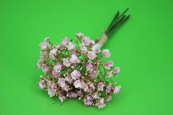 Uk Gypsophila 30cm růžová - velkoobchod, dovoz květin, řezané květiny Brno