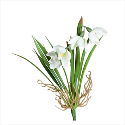 Uk Sněženka 20 cm - velkoobchod, dovoz květin, řezané květiny Brno