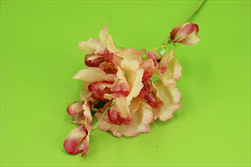 Uk Hrachor 46cm růžový - velkoobchod, dovoz květin, řezané květiny Brno