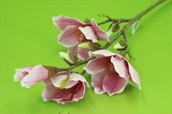 Uk Magnolia 66cm růžová - velkoobchod, dovoz květin, řezané květiny Brno