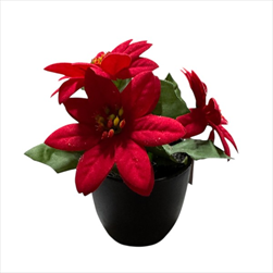 Uk Poinsettia sníh 15cm červená - velkoobchod, dovoz květin, řezané květiny Brno