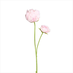 Uk pivoňka 66 cm růžová - velkoobchod, dovoz květin, řezané květiny Brno