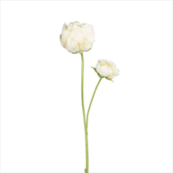 Uk pivoňka 66 cm krémová - velkoobchod, dovoz květin, řezané květiny Brno