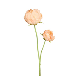 Uk pivoňka 66 cm broskvová - velkoobchod, dovoz květin, řezané květiny Brno