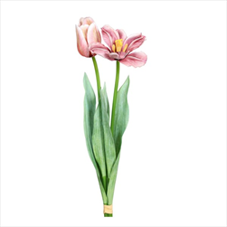 Uk Tulipán 49 cm mauve - velkoobchod, dovoz květin, řezané květiny Brno