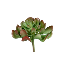 Uk sukulent X1/14 cm - velkoobchod, dovoz květin, řezané květiny Brno