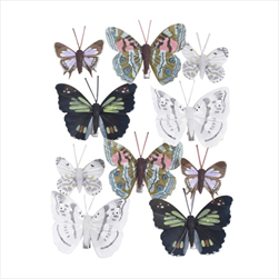 Do motýl na klipu mix I. 45 - 75 mm 10 ks - velkoobchod, dovoz květin, řezané květiny Brno