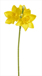 Uk Narcis  - velkoobchod, dovoz květin, řezané květiny Brno